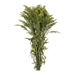 Solidago stabilisé vert – grossiste en fleurs stabilisées – box Vert olive