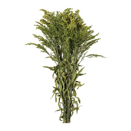Solidago stabilisé vert – grossiste en fleurs stabilisées – box Vert olive