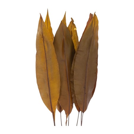 Feuille tropicale stabilisée vert olive – acheter du feuillage stabilisé en gros – box Vert olive