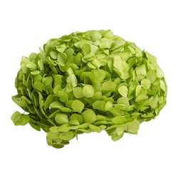 Hortensia stabilisé Premium vert pistache – acheter des fleurs stabilisées en gros – box Vert olive