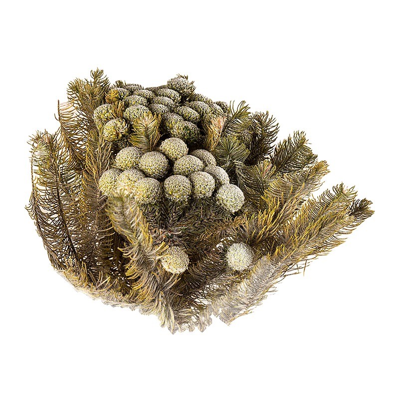 Brunia Albiflora stabilisé vert gris – grossiste en fleurs stabilisées – box Feuillages sauvages