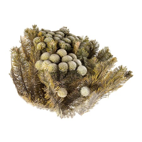 Brunia Albiflora stabilisé vert gris – grossiste en fleurs stabilisées – box Feuillages sauvages