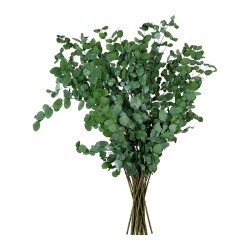 Eucalyptus Gunny stabilisé – grossiste en feuillage stabilisé – box Feuillages sauvages
