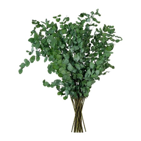 Eucalyptus Gunny stabilisé – grossiste en feuillage stabilisé – box Feuillages sauvages