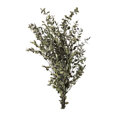 Eucalyptus Parvifolia stabilisé – acheter du feuillage stabilisé en gros – box Feuillages sauvages