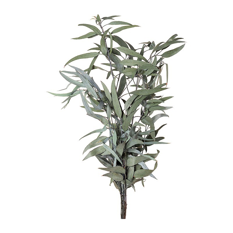 Eucalyptus Pendula stabilisé – feuillage stabilisé en gros – box Feuillages sauvages