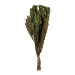 Lanuginosa stabilisé – feuillage stabilisé pour bouquets sans entretien, prix grossiste – box Feuillages sauvages