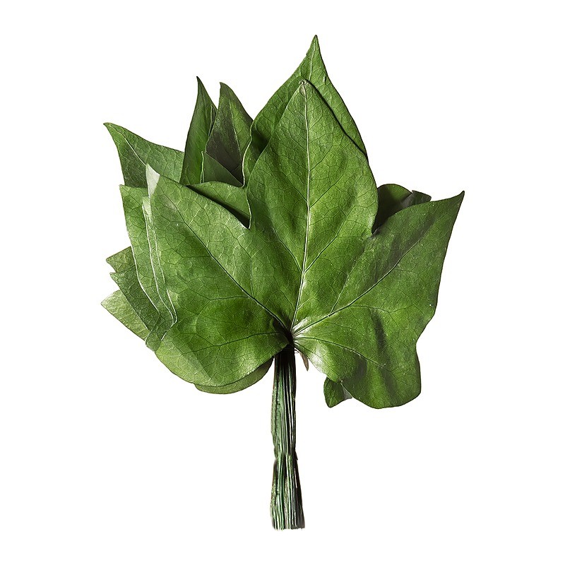 Feuilles de lierre stabilisées - sachet – feuillage en gros pour fleuristes – box Feuillages sauvages