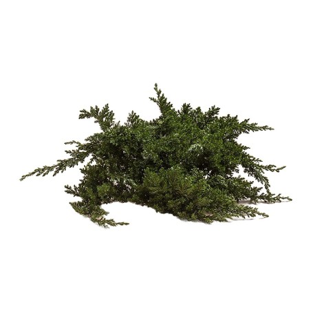 Genévrier (Juniperus) stabilisé – grossiste en feuillage stabilisé – box Feuillages sauvages