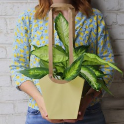 Sac carton résistant à l'eau Aqua avec une plante en pot, grossiste en emballage fleuriste