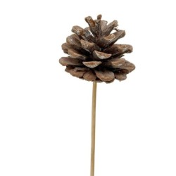 Pique pomme de pin blanche Ø5-6 5 H.4 5-5 cm - lot de 20 - grossiste en piques pour fleuristes