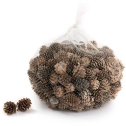 Pommes de pin blanches petit modèle en sac de 500 g Ø3-4 cm - grossiste en pommes de pin pour fleuristes