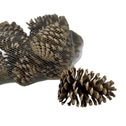 Pommes de pin dorées en sac de 300 g Ø8-9 H.12-13 5 cm - grossiste en pommes de pin pour fleuristes