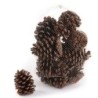 Pommes de pin naturelles en sac de 300 g Ø8-9 H.12-13 5 cm - grossiste en pommes de pin pour fleuristes