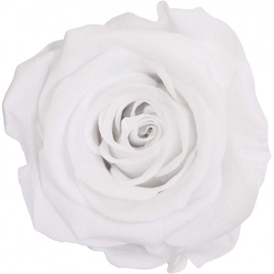 Rose stabilisée Mini Boite de 12 têtes Blanc