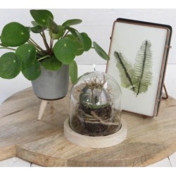Cloche en verre sur socle bois Ø10 H.10 cm – vente en gros verrerie pour fleuristes