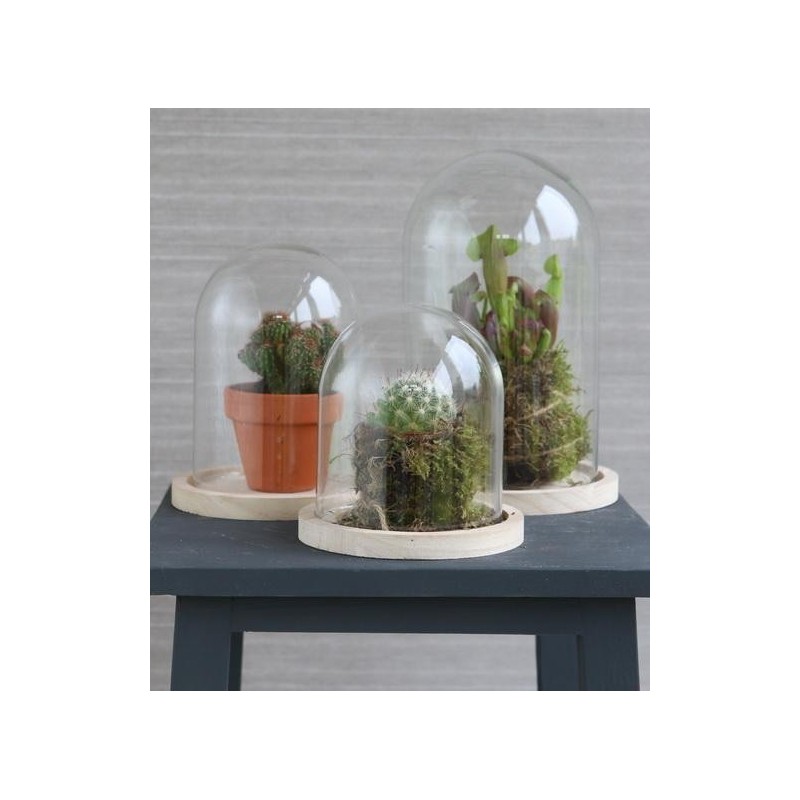 Cloche en verre sur socle bois Ø12 H.16 cm – vente en gros verrerie pour fleuristes