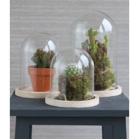 Cloche en verre sur socle bois Ø12 H.16 cm – vente en gros verrerie pour fleuristes