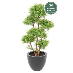 Eucalyptus multitronc vert 130 cm, têtes en nuage, vente en gros pour fleuristes