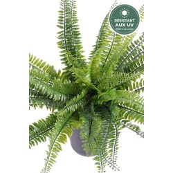 Fougère de Boston verte 40 cm, détail des frondes, vente en gros pour fleuristes