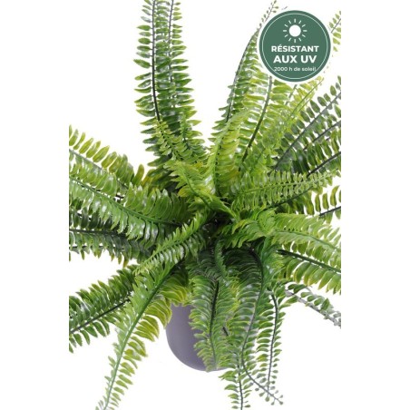 Fougère de Boston verte 40 cm, détail des frondes, vente en gros pour fleuristes
