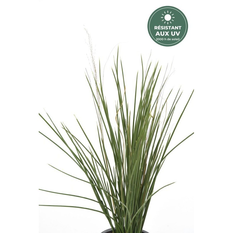Graminée verte 60 cm sur piquet, détail des feuilles, vente en gros pour fleuristes