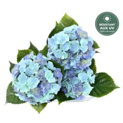 Hortensia bleu 45 cm, détail des têtes fleuries, vente en gros pour fleuristes
