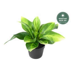 Hosta artificiel panaché 20 cm en pot, résistant aux UV, grossiste en plantes artificielles