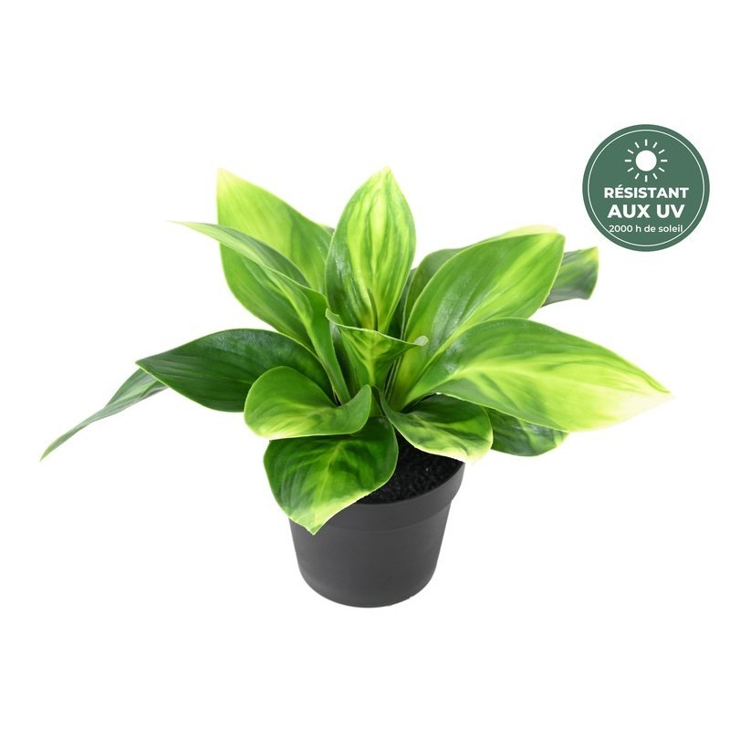 Hosta artificiel panaché 20 cm en pot, résistant aux UV, grossiste en plantes artificielles