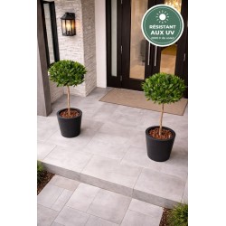 Laurier boule vert 135 cm, détail du feuillage, vente en gros pour fleuristes
