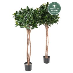 Feuillage du laurier nobilis tige boule 130 cm, vente en gros pour terrasses et entrées