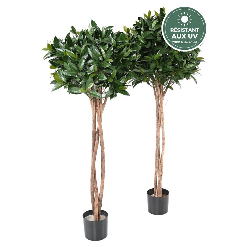Feuillage du laurier nobilis tige boule 130 cm, vente en gros pour terrasses et entrées