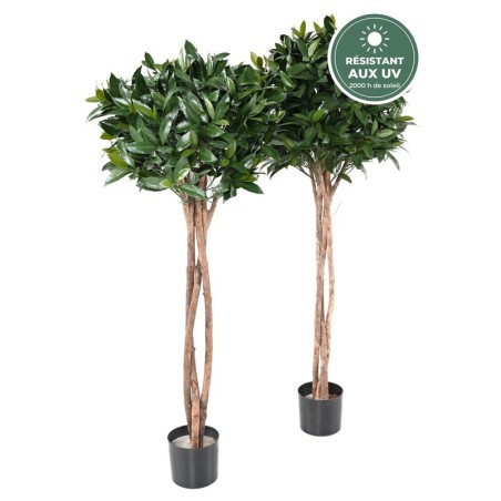 Feuillage du laurier nobilis tige boule 130 cm, vente en gros pour terrasses et entrées