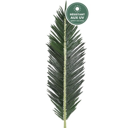 Palme de palmier royal 210 cm vue de près, vente en gros pour bars de plage