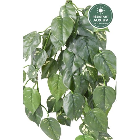 Pothos artificiel retombant 75 cm traité UV, grossiste en plantes artificielles d'extérieur