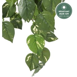 Chute de pothos vert 75 cm aux tiges armées, vente en gros pour murs végétaux