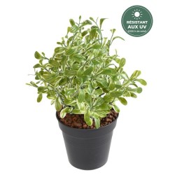 Sauge artificielle panachée blanc et vert 28 cm résistante aux UV, grossiste en plantes artificielles