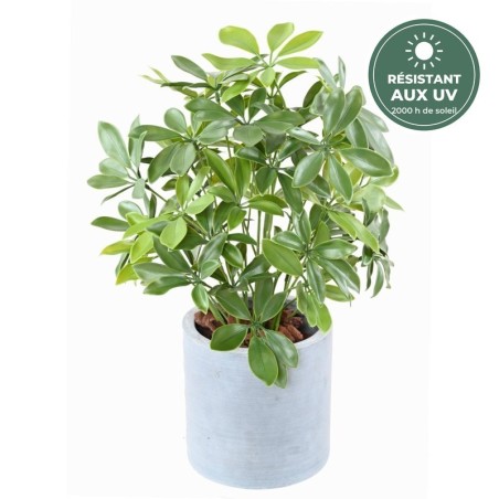 Schefflera artificiel en pot 50 cm, vente en gros pour fleuristes