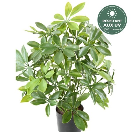 Schefflera vert 50 cm traité UV, grossiste en plantes vertes artificielles