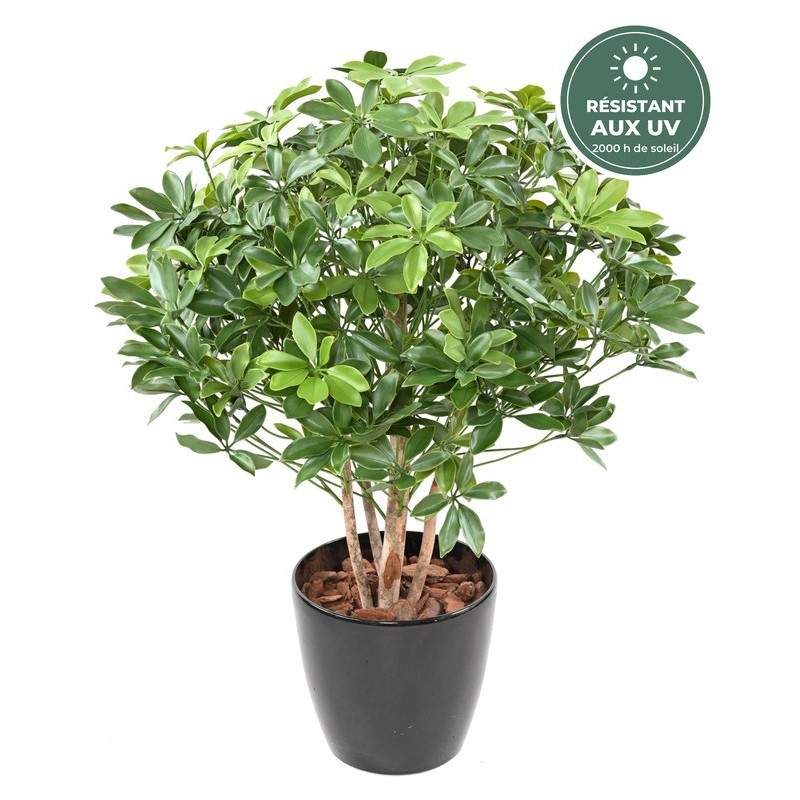Schefflera buisson 90 cm aux troncs en bois, vente en gros pour fleuristes et décorateurs