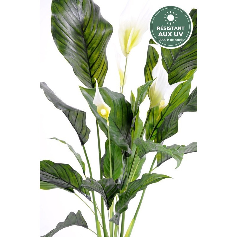 Spathiphyllum en pot 80 cm traité UV, grossiste en plantes fleuries artificielles
