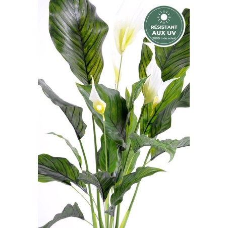 Spathiphyllum en pot 80 cm traité UV, grossiste en plantes fleuries artificielles