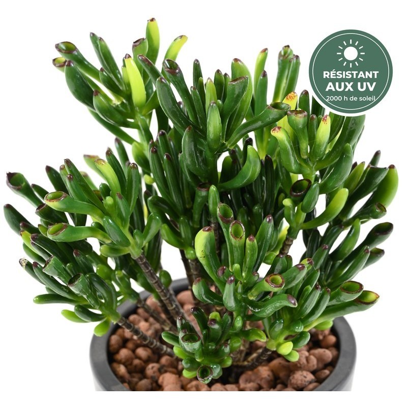 Plante grasse corail verte 30 cm traitée UV, grossiste en succulentes artificielles