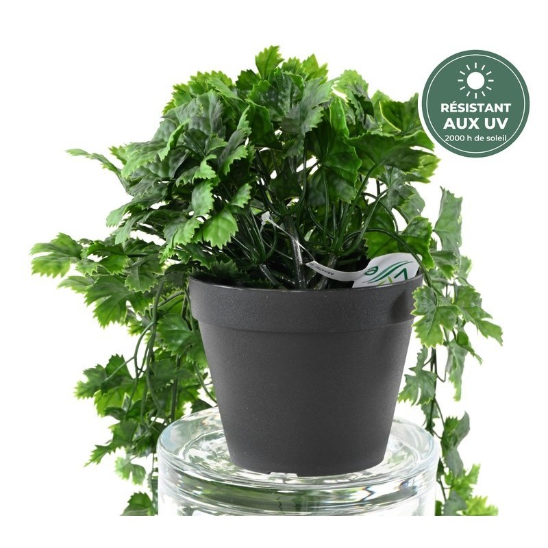 Chute de vigne verte 68 cm en pot traitée UV, grossiste en plantes retombantes