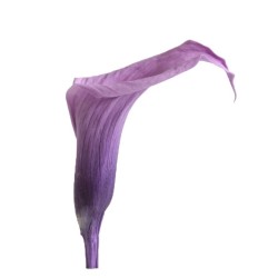 Calla Stabilisé | Grossiste Fleuristes | Fleurs Artificielles