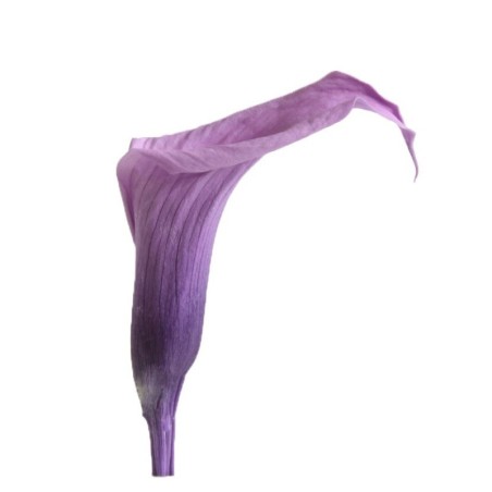 Calla Stabilisé | Grossiste Fleuristes | Fleurs Artificielles Calla Stabilisé | Grossiste Fleuristes | Fleurs Artificielles