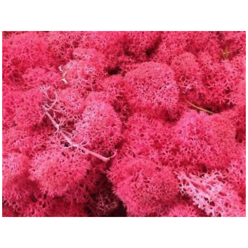 Lichen Stabilisée | Grossiste Fleuristes | Feuillage stabilisé Lichen Stabilisée | Grossiste Fleuristes | Feuillage stabilisé
