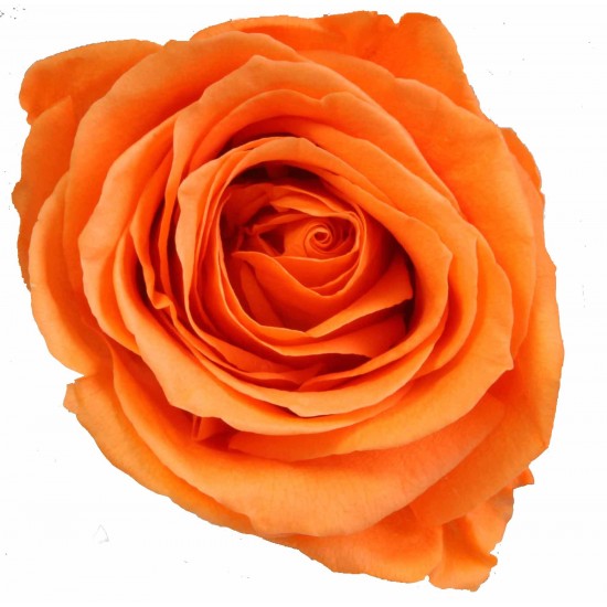 Rose stabilisée Standard Boite de 6 têtes Orange