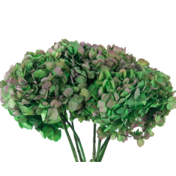 Hortensia Stabilisée | Grossiste fleuristes | Qualité Prix