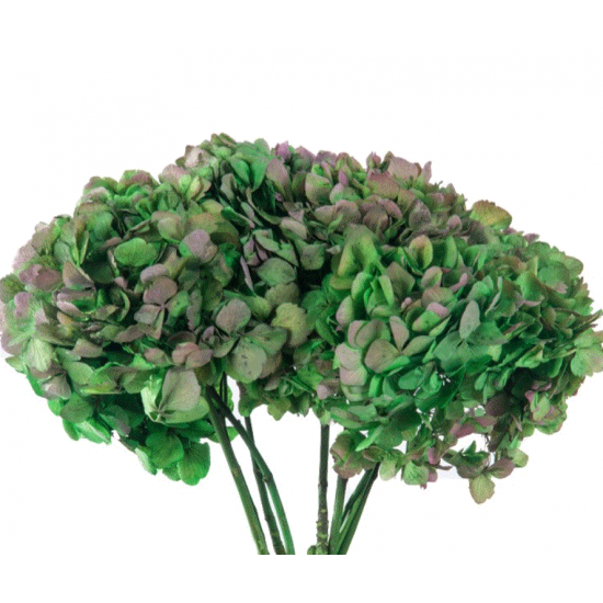 Hortensia vert végétal stabilisée hrt0130